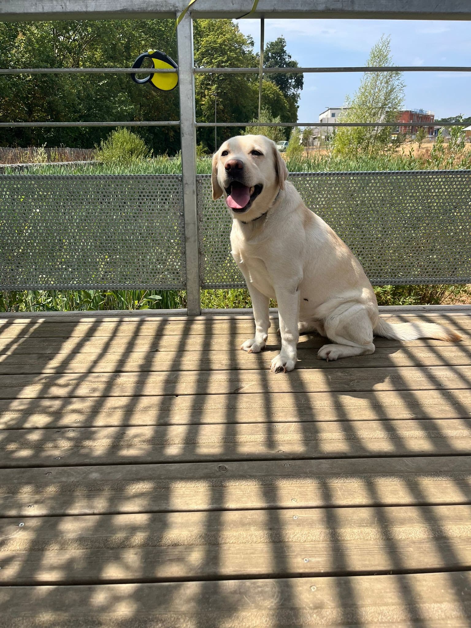 Compagnon adorable